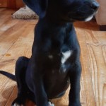 Adoptable (Official) Georgia Dogs for October 16, 2020