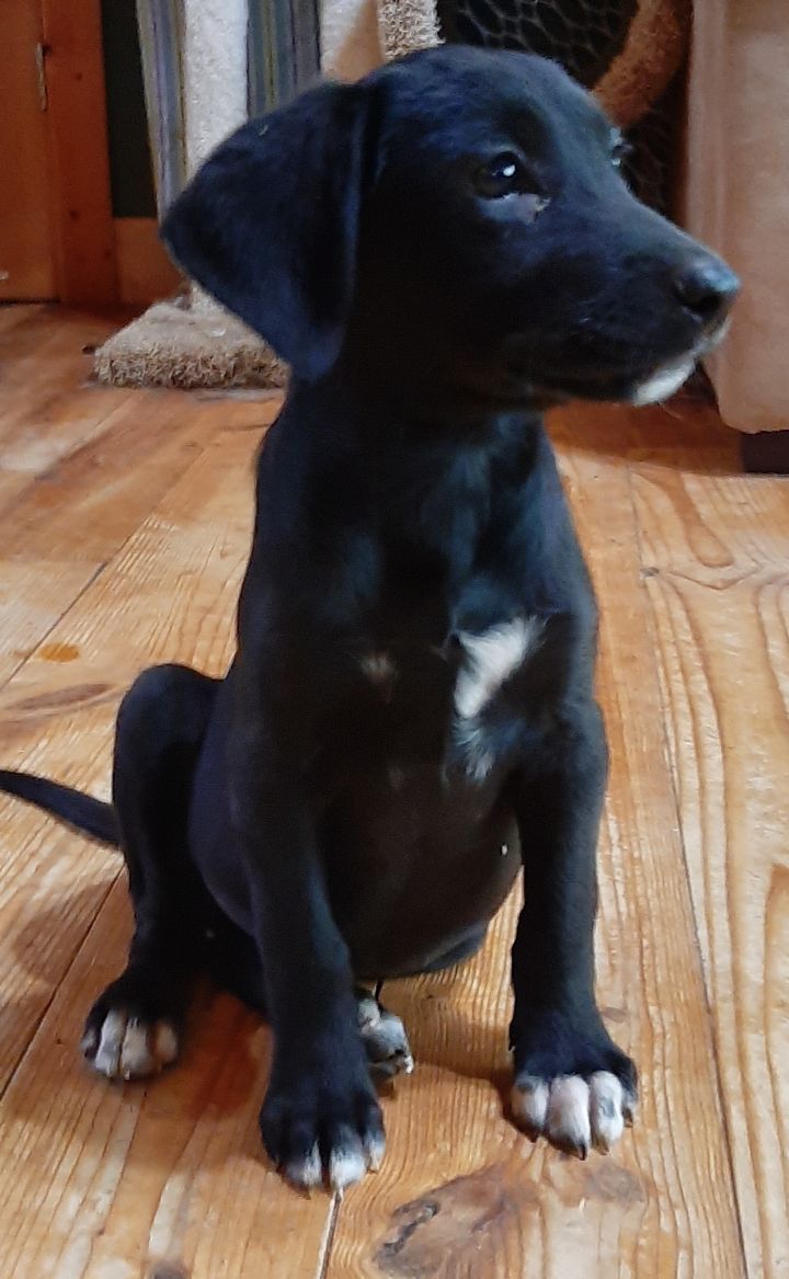 Kiera Dogs Rock Rescue