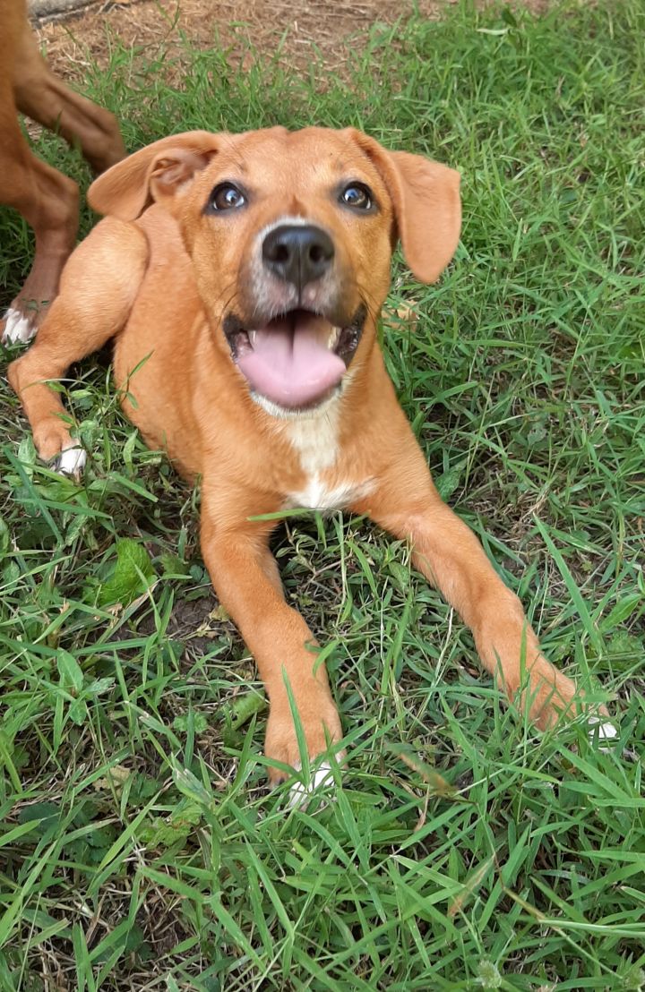 Lena Dogs Rock Rescue