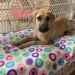 Adoptable (Official) Georgia Dogs for October 14, 2020