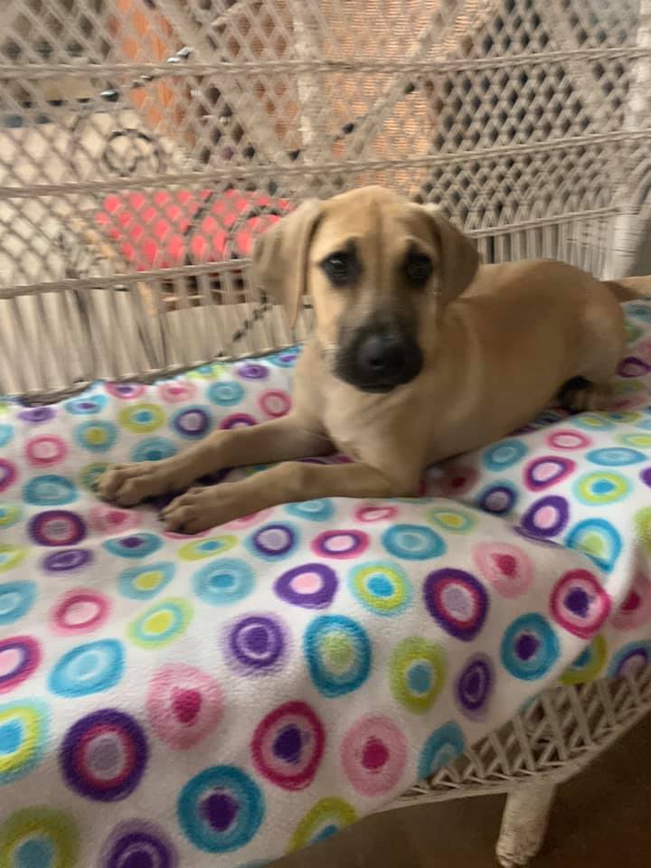 Luna Humane Society Houston County