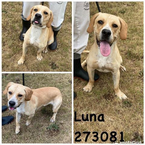 Luna Macon Bibb County Animal Welfare