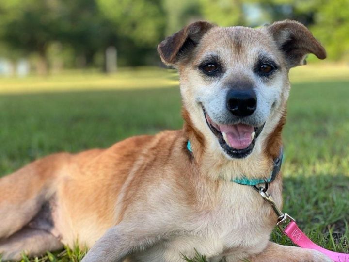 Maya Humane Society Houston County