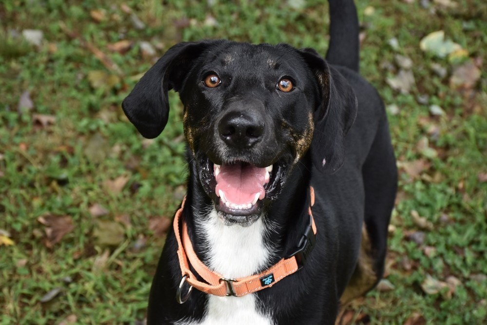 Mitch Dog Days Rescue