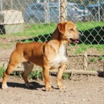 Adoptable (Official) Georgia Dogs for October 28, 2020