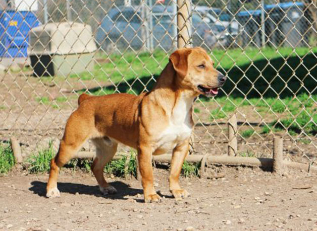 North CSRA Humane Society