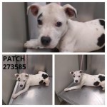 Adoptable (Official) Georgia Dogs for October 12, 2020