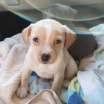 Adoptable (Official) Georgia Dogs for October 2, 2020