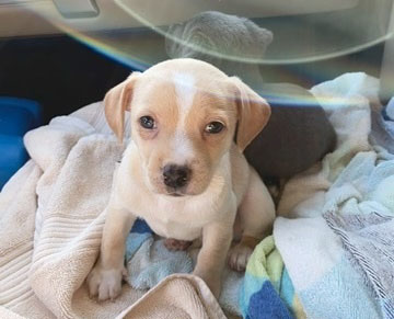Pringles Evelyns Place Rescue