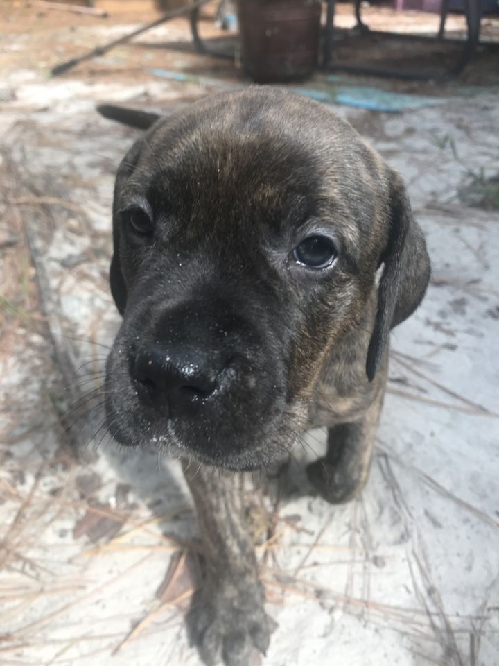 Priscilla Renegade Paws Rescue