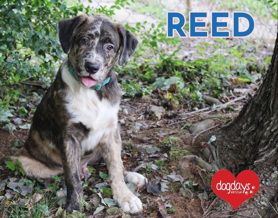 Reed Dog Days Rescue