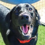 Adoptable (Official) Georgia Dogs for October 1, 2020
