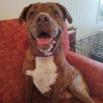 Adoptable (Official) Georgia Dogs for October 23, 2020