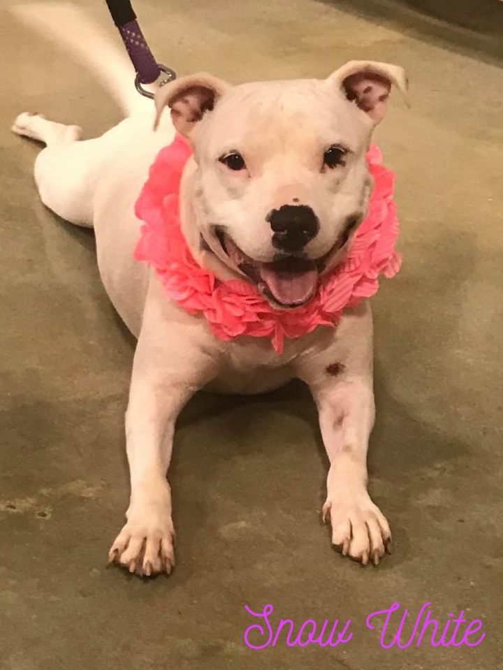 Snow White TLC Pet Rescue Stockbridge GA