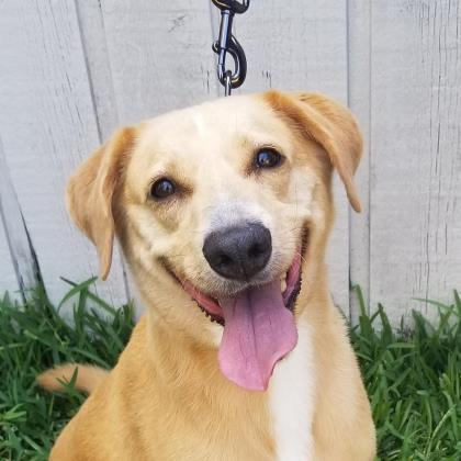 Sunny Grace One Love Animal Rescue