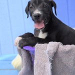Adoptable (Official) Georgia Dogs for October 5, 2020