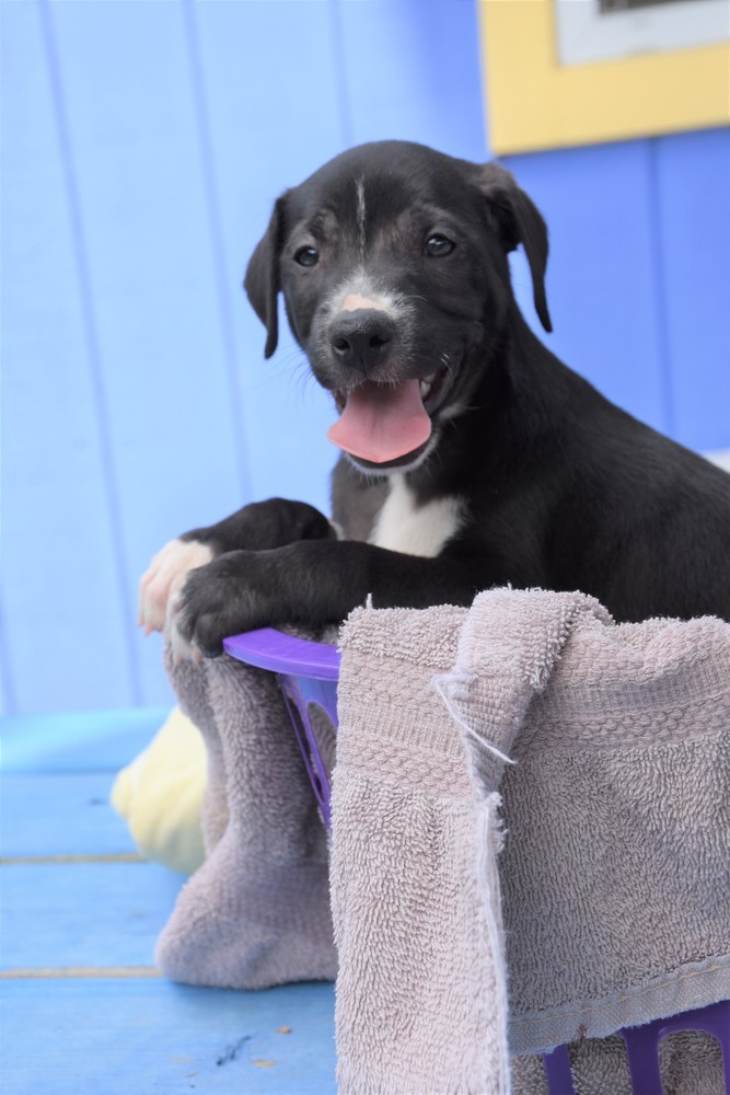 Tommy Dog Days Rescue