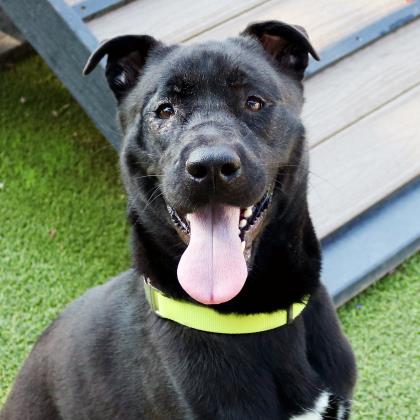 Turbo Humane Society Northeast GA