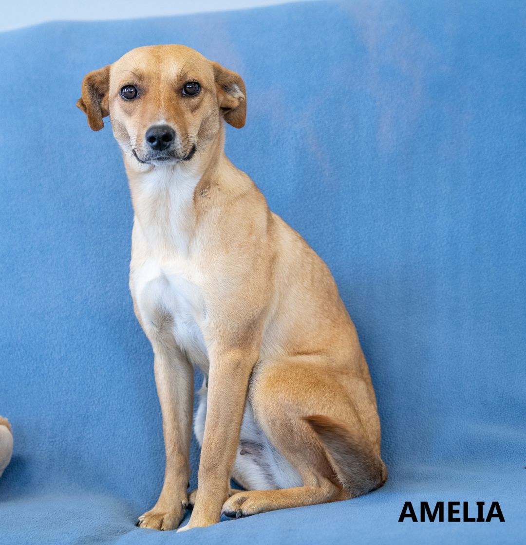 Amelia Washington Wilkes Humane Shelter