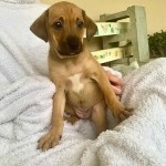 Adoptable (Official) Georgia Dogs for November 20, 2020