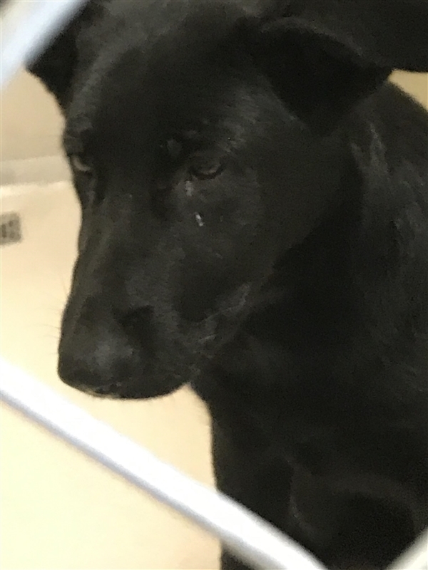 Black Shepherd Dog Newton County Animal Control