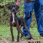 Adoptable (Official) Georgia Dogs for November 30, 2020