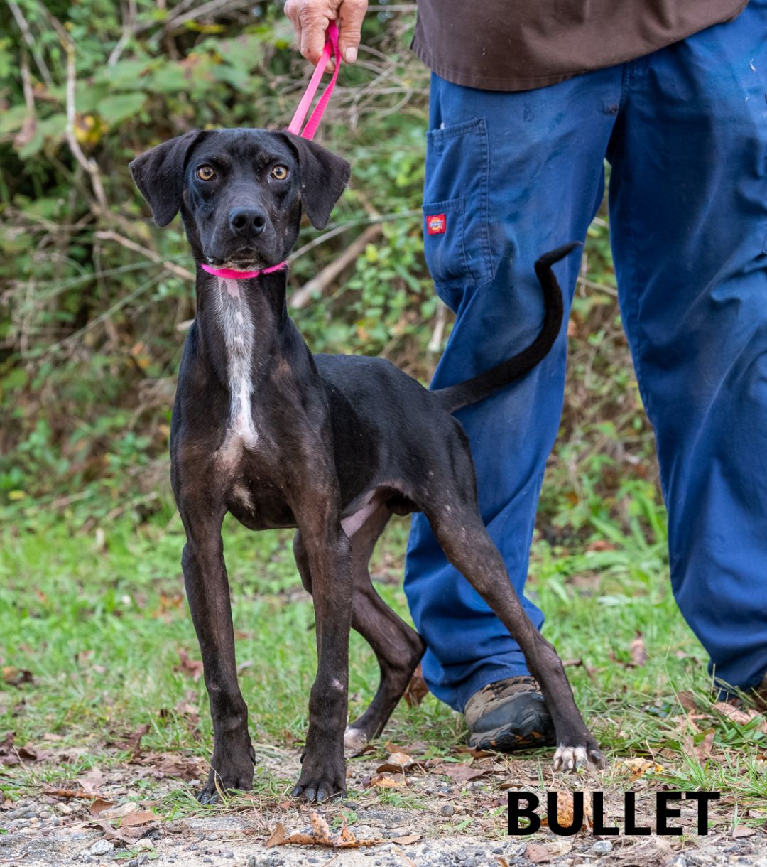 Bullet Washington Wilkes Humane Shelter