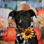 Adoptable (Official) Georgia Dogs for November 5, 2020