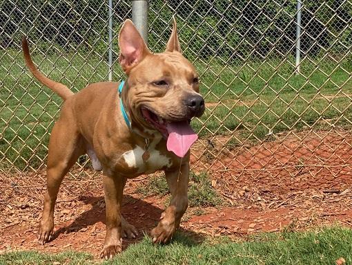 Chance AthensPets