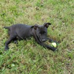 Adoptable (Official) Georgia Dogs for November 6, 2020