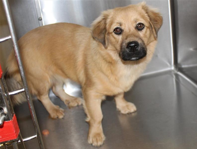 Cinnamon Gwinnett County Animal Shelter