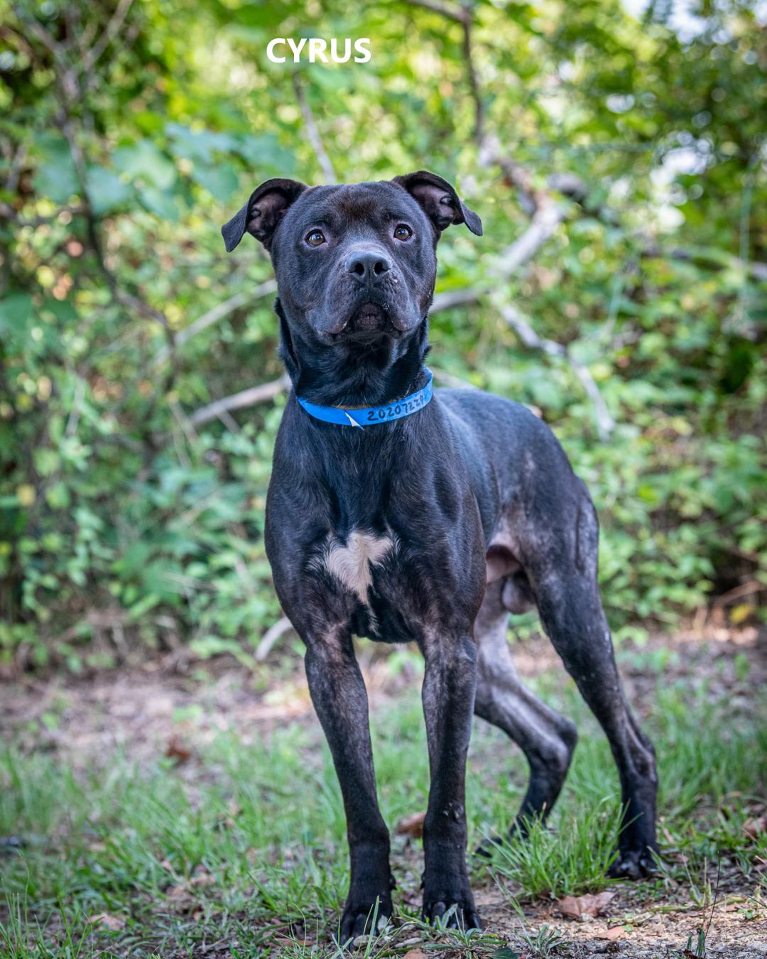 Cyrus Washington Wilkes Humane Shelter