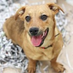 Adoptable (Official) Georgia Dogs for November 3, 2020