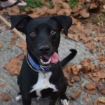 Adoptable (Official) Georgia Dogs for November 23, 2020