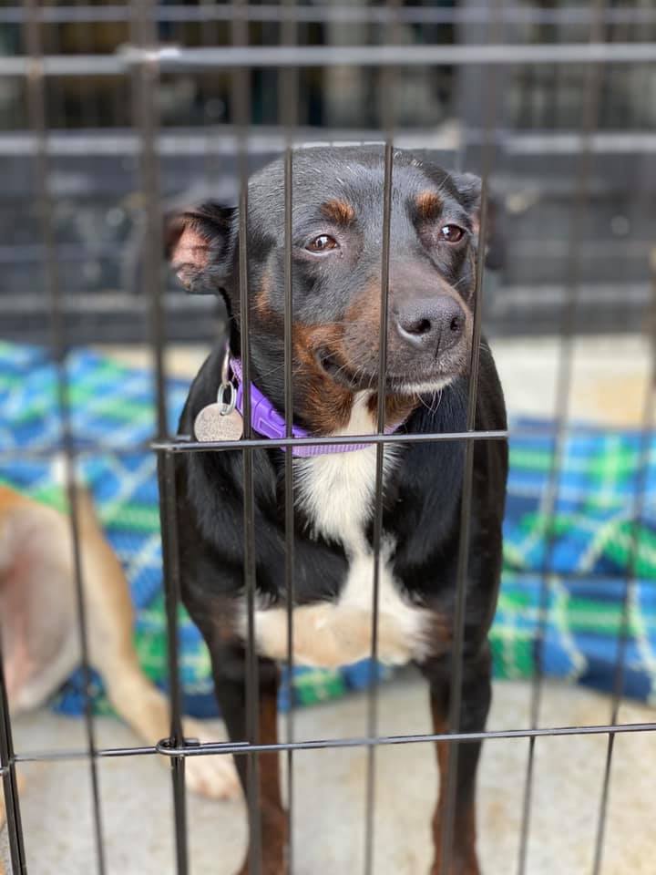 Gretchen Circle of Friends Animal Society