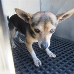 Adoptable (Official) Georgia Dogs for November 10, 2020