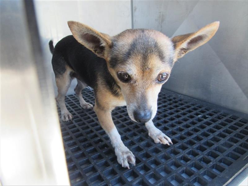 Harold Gwinnett County Animal Shelter