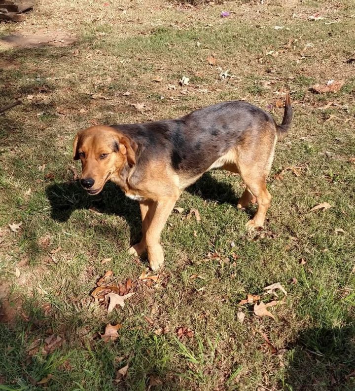 Hickory Circle of Friends Animal Society