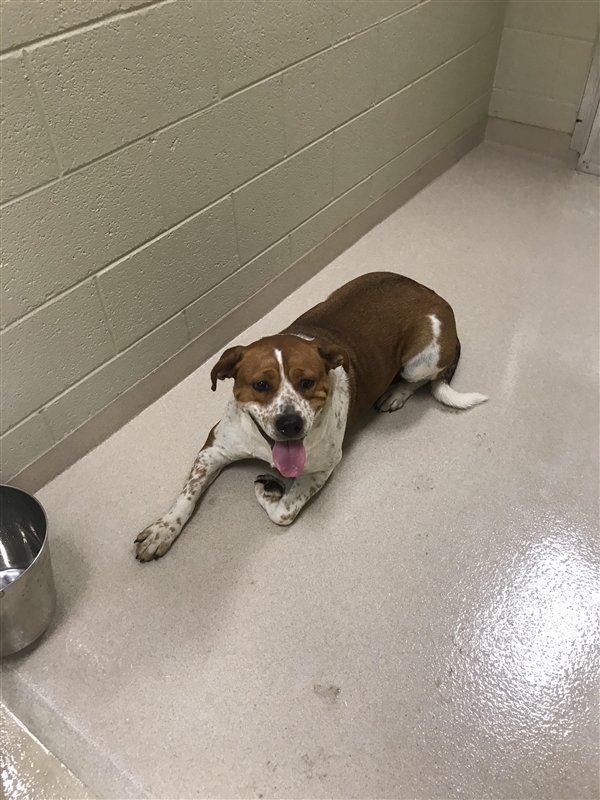 Hound puppy Newton County Animal Control