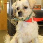Adoptable (Official) Georgia Dogs for November 2, 2020