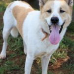 Adoptable (Official) Georgia Dogs for November 9, 2020