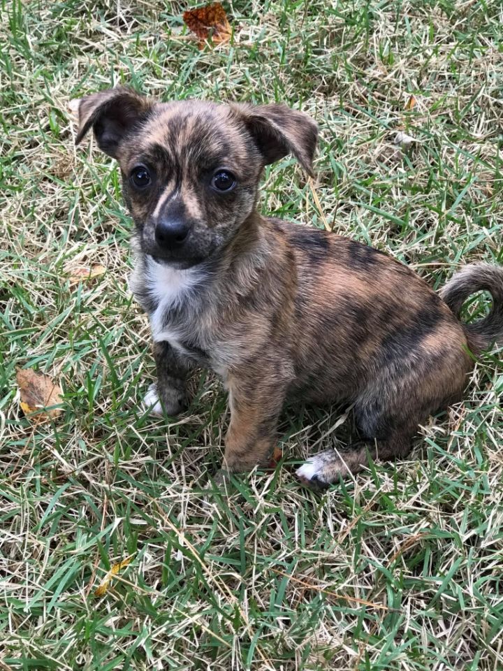 Peanut Planned Pethood of GA
