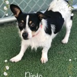 Adoptable (Official) Georgia Dogs for November 4, 2020