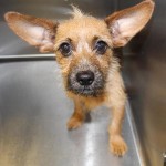 Adoptable (Official) Georgia Dogs for November 24, 2020