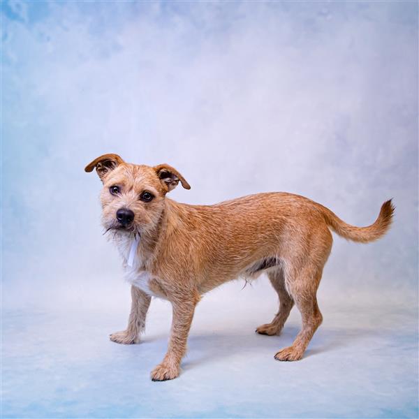 Rango Gwinnett County Animal Shelter