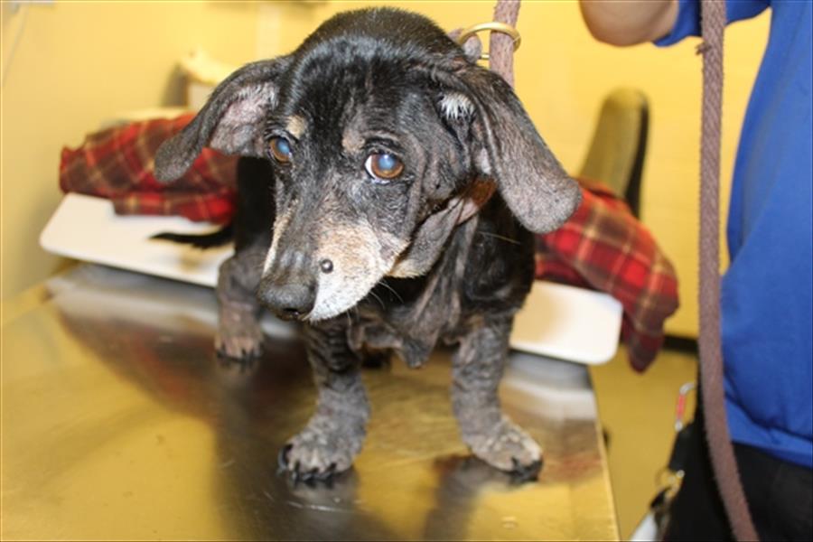 Riley Gwinnett County Animal Shelter