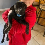Adoptable (Official) Georgia Dogs for November 17, 2020