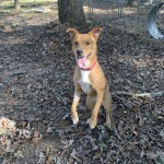 Adoptable (Official) Georgia Dogs for November 13, 2020