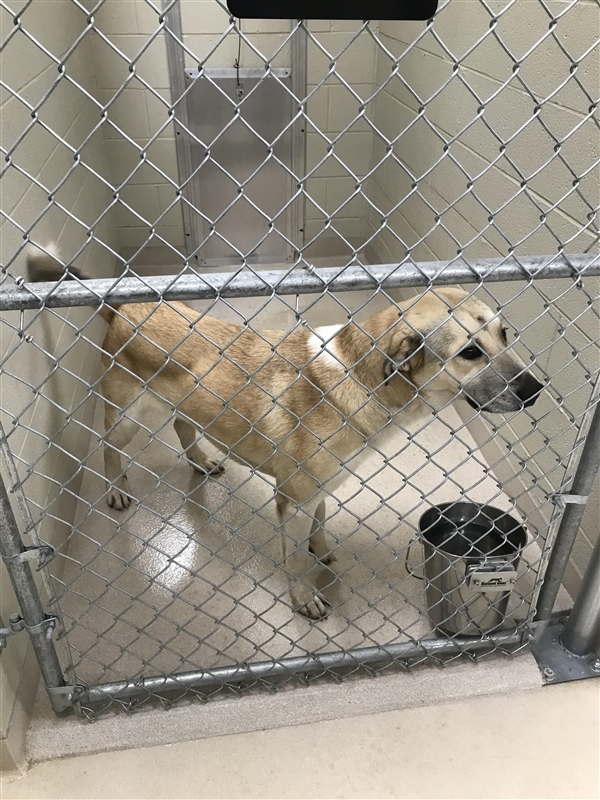 Shepherd Puppy Newton County Animal Control