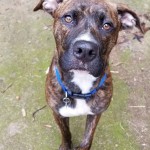 Adoptable (Official) Georgia Dogs for November 12, 2020